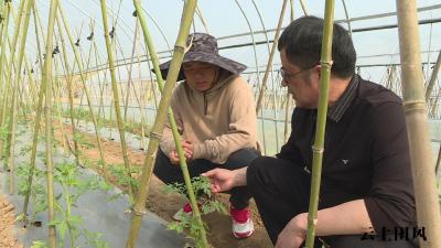 团风：人勤春光好 田间农事忙