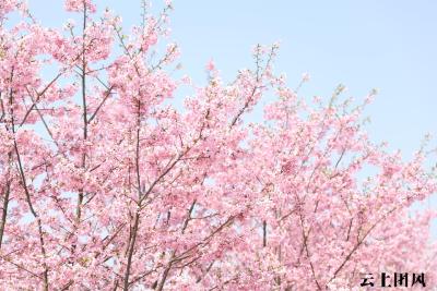 赏花踏春不远游，团风将“醉”美春色献给你！