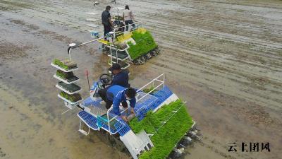 团风：15.3万亩水稻机械化插秧抢抓农时