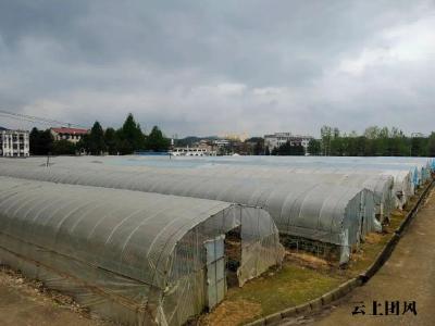 乡村振兴进行时 | 返乡青年种植花卉 带领村民致富