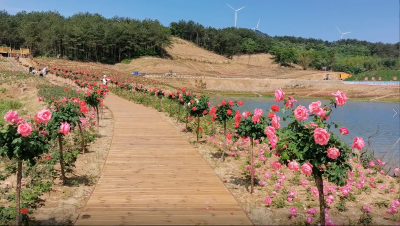 走进杜皮乡 赏玫瑰花海