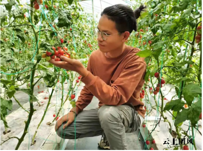 乡村振兴进行时 |蜂胶小番茄，满满田园情