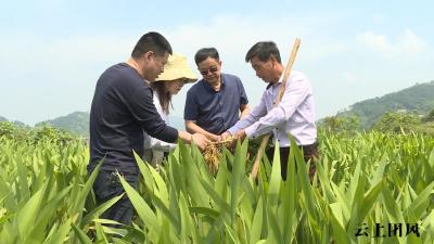 团风：“苦药材” 换来“甜日子”