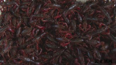       小龙虾的大江湖