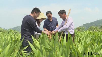 黄冈市成立乡村振兴专家志愿服务团 创新农村基层科技科普服务平台