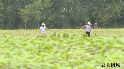 团风：芝麻开花节节高 黑芝麻全产业链助农增收