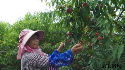 团风：果蔬产业持续发力 绘就乡村振兴新画卷