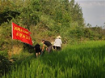 媒体关注 | 哪里有旱情 哪里就党员 团风总路咀2000亩稻田喝上“救命水”