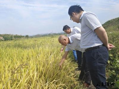 省、市绿办领导专家来团开展有机大米现场检查