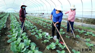  团风：疫情防控不误农时 设施蔬菜生产忙