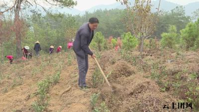 团风县杜皮乡：万亩茶叶富农兴乡