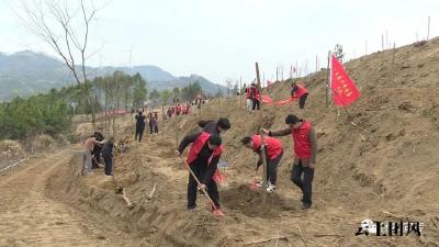 不负春光植树忙 县领导参加义务植树活动