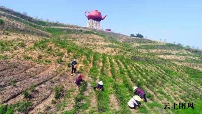 【培育新青年 振兴新农村】孙小林：“新农民”走出产业发展新路子