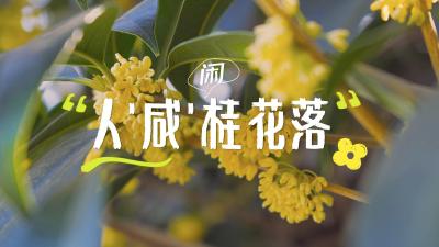 人“咸”桂花落