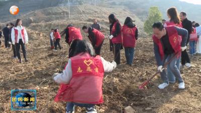 淋山河镇：义务植树添新绿  黄桃产业铺就生态富裕路