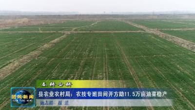 县农业农村局：农技专班田间开方助11.5万亩油菜稳产