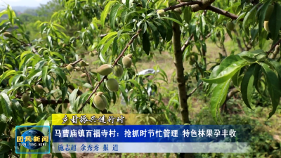 马曹庙镇百福寺村：抢抓时节忙管理 特色林果孕丰收
