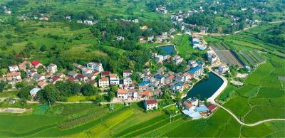 弘扬三大精神 奋力建成支点丨40万株六安瓜片在大悟开枝散叶