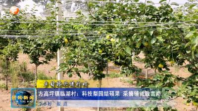 乡村振兴进行时   方高坪镇临湖村：科技梨园结硕果 采摘铺就致富路