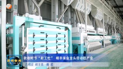 秋收时节“赶工忙” 明丰米业龙头带动稳产业
