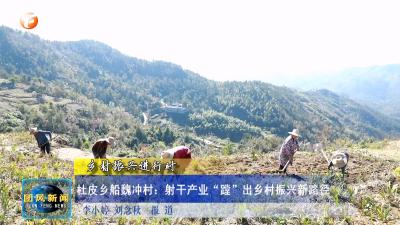 乡村振兴进行时  杜皮乡船魏冲村：射干产业“蹚”出乡村振兴新路径