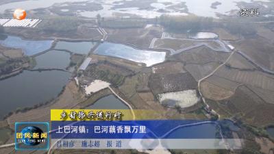 乡村振兴进行时  上巴河镇：巴河藕香飘万里