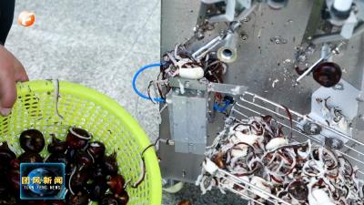 方高坪镇：削皮机“上岗” 马蹄采收加工跑出“加速度”