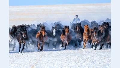 学习新语｜骏马追风扬气魄