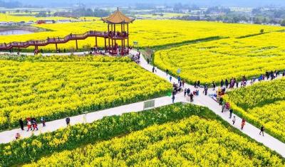 花开富贵誉荆楚——荆门“一枝花”工程绘就高质量发展新图景