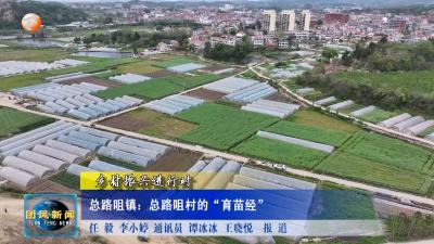 乡村振兴进行时  总路咀镇：总路咀村的“育苗经”