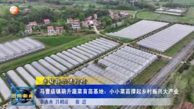 乡村振兴进行时  马曹庙镇萌升蔬菜育苗基地：小小菜苗撑起乡村振兴大产业