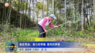 食在贾庙   食在贾庙：春日挖笋趣 腊肉炒笋香