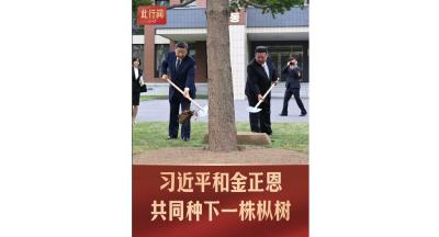 此行间·习近平和金正恩共同种下一株枞树