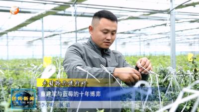 乡村振兴进行时 童建军与蓝莓的十年博弈