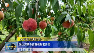 乡村振兴进行时 淋山河镇千亩黄桃甜蜜开园