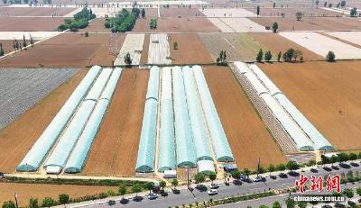 （乡村行·看振兴）山西忻州：甜瓜飘香采摘忙 铺就“甜蜜”致富路