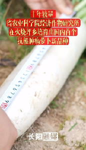十年较量！省农业科学院经济作物研究所在火烧坪乡培育出国内首个抗根肿病萝卜新品种