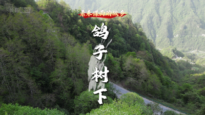 素未谋面的故乡：鸽子树下，这个土家汉子守着“秘密”直到开花结果。