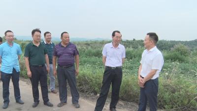 县领导调研金银花种植项目发展情况
