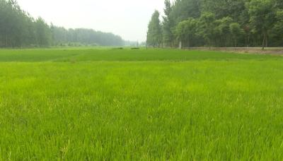 壮丽70年 奋斗新时代：盘活每寸土地 助力乡村振兴