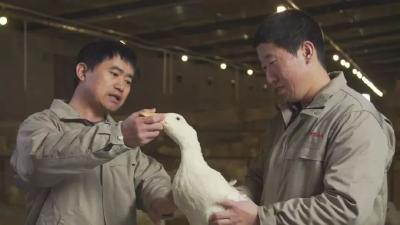 纯中国血统“中新鸭”正式加入肉禽界， 个头大养殖收益高！还合吃货口味！