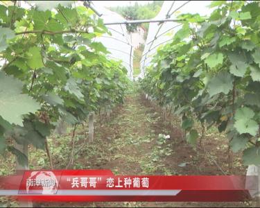 南漳新闻丨“兵哥哥”恋上种葡萄