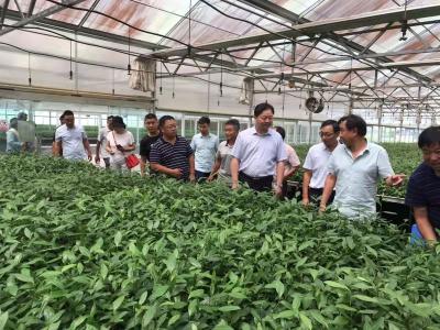巡检镇组团赴宜昌考察茶叶产业