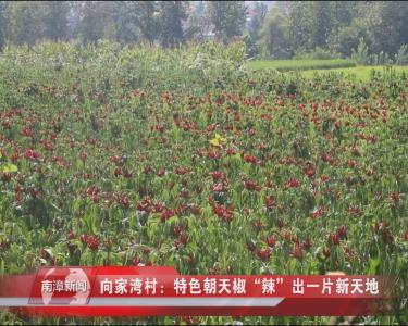 南漳新闻丨向家湾村：特色朝天椒“辣”出一片新天地
