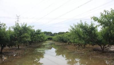 台风暴雨后，桃园、梨园、葡萄园、柑橘园如何恢复生产？权威指导意见来了