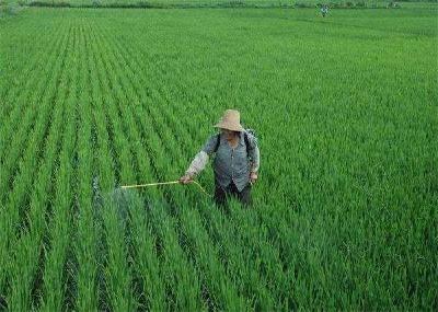 来点光照，水稻对稻瘟病菌免疫力就能提高
