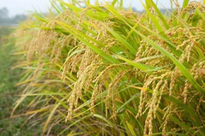 南漳今年水稻喜获丰收!专家抽查实测：亩产755.8公斤