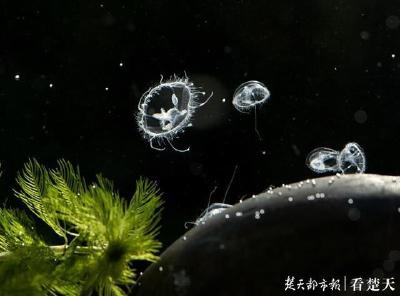 漳河水库发现索氏桃花水母，号称“水中大熊猫”