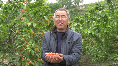 大山村：小樱桃“红”了大产业