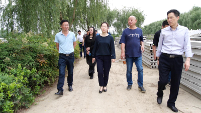 县领导调研重大文旅活动和爱国卫生运动  